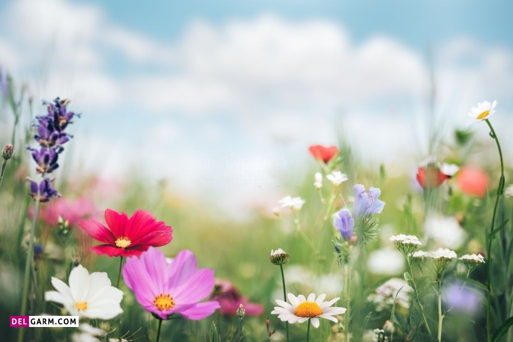 عکس گل برای پروفایل واتساپ