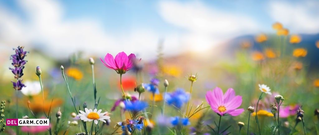 عکس گل برای پروفایل واتساپ