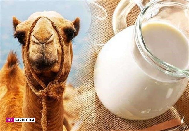 فرق شیر شتر با شیر گاو