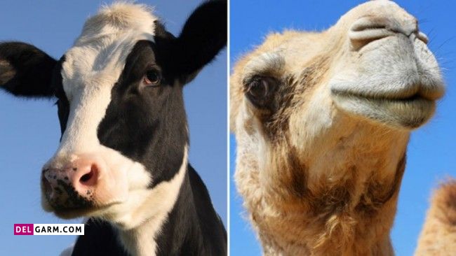 تفاوت شیر گاو با شتر