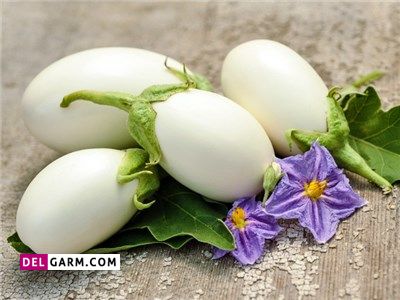 تخم مرغ گیاهی
