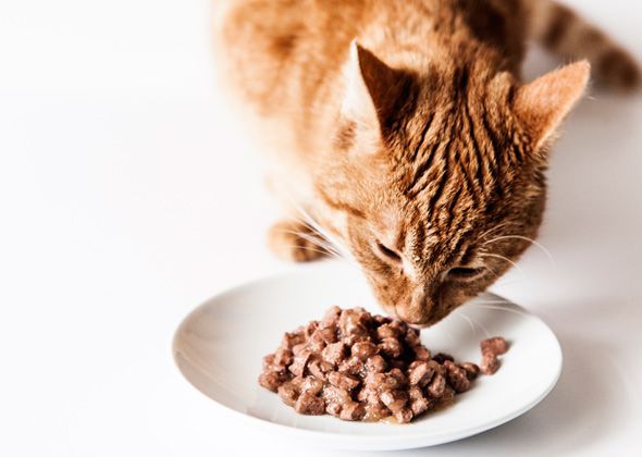 نکات مهم و ضروری هنگام انتخاب غذای مناسب برای گربه های خانگی