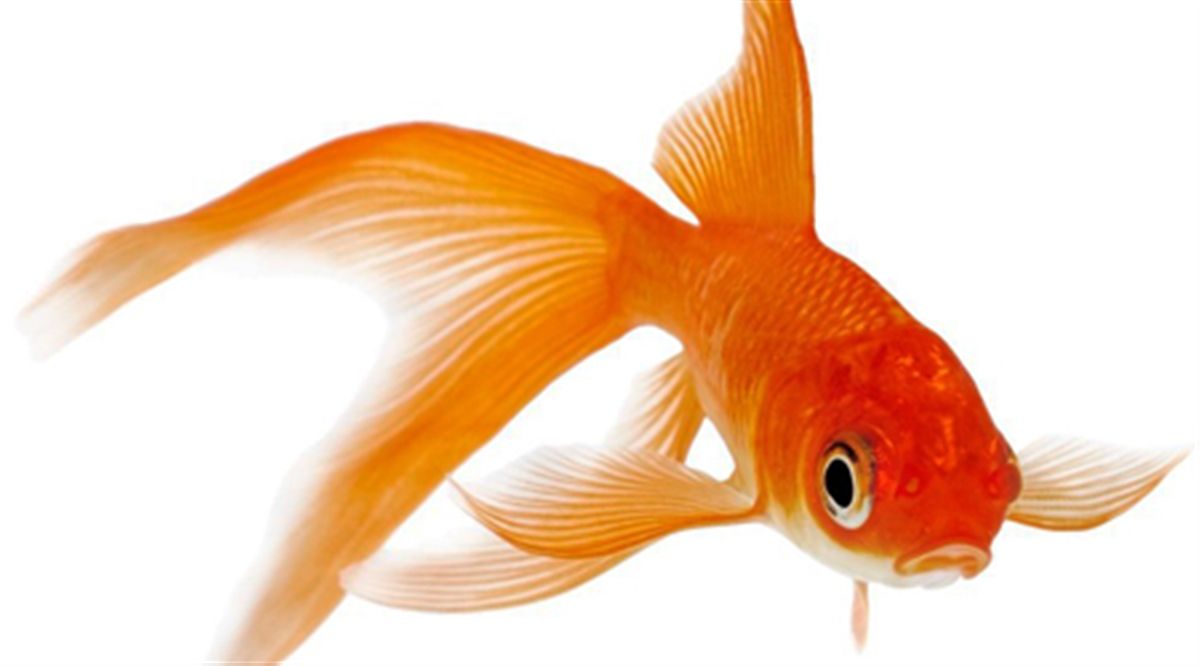 Золотая рыбка на прозрачном фоне