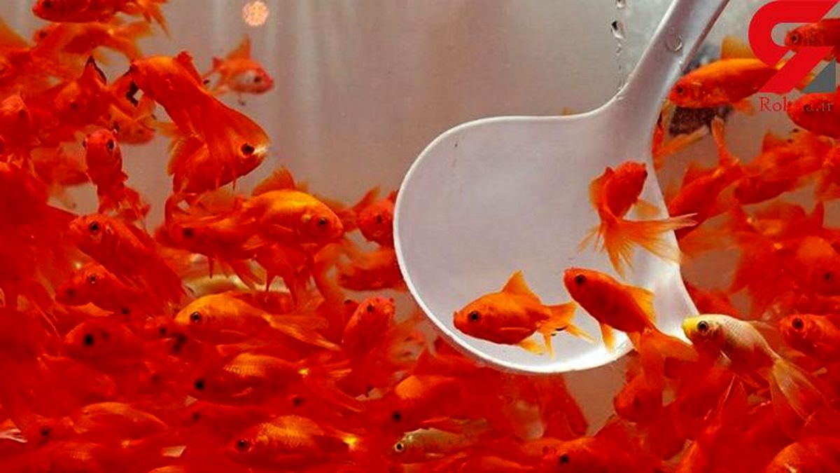 غذای ماهی قرمز