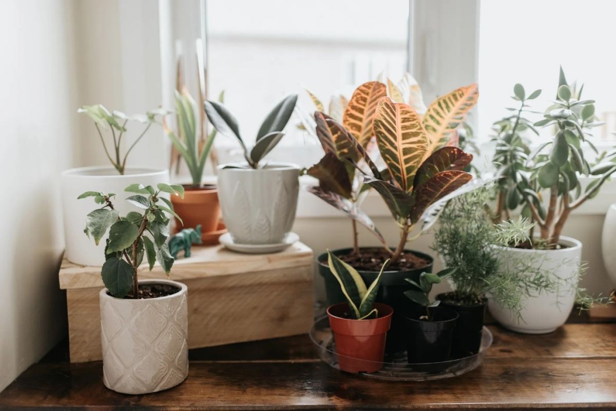 گیاهان آپارتمانی سمی کدام‌اند؟
