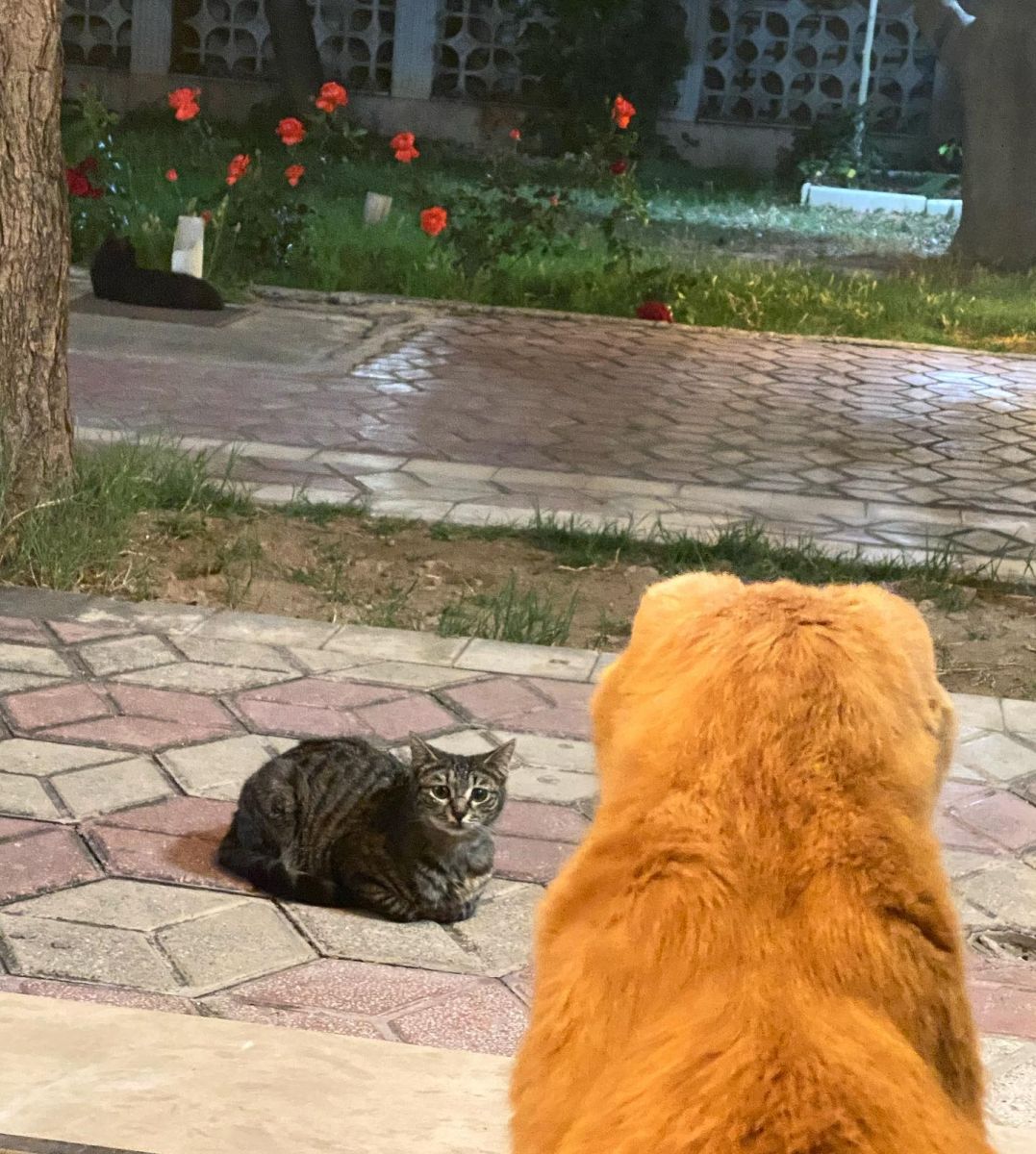 بهنوش طباطبایی