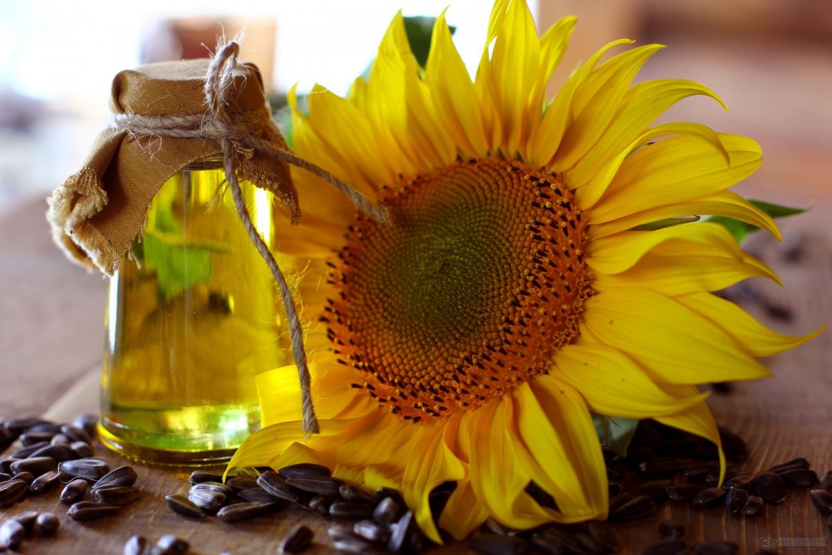 معرفی بهترین روغن ها و فواید و مضرات آنها