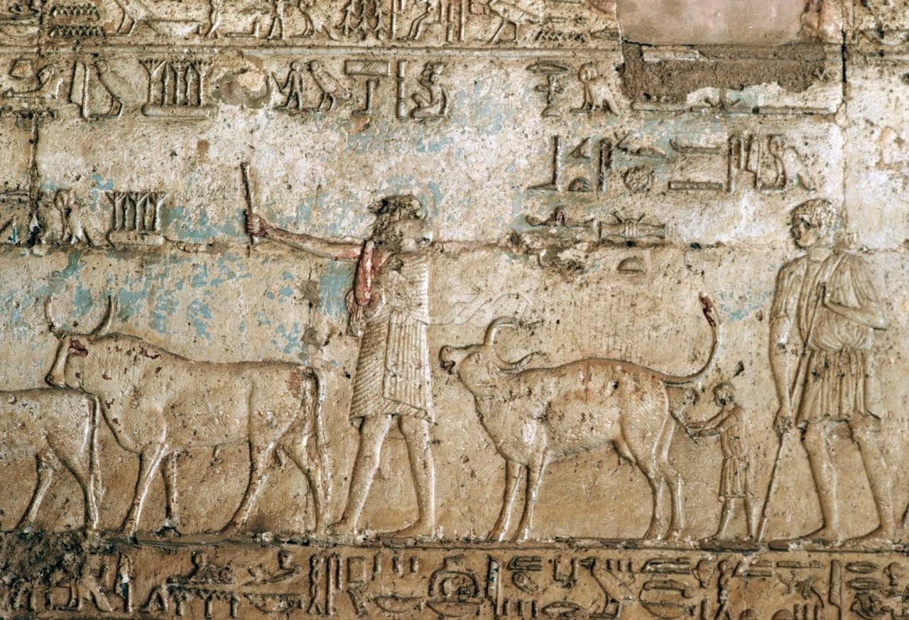 حیوانات مومیایی مصر