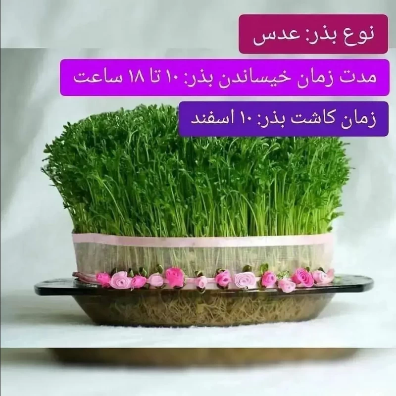بهترین زمان کاشت سبزه