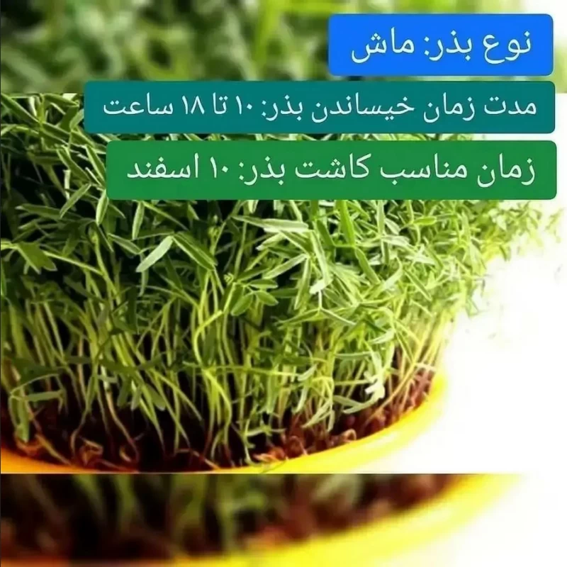 بهترین زمان کاشت سبزه
