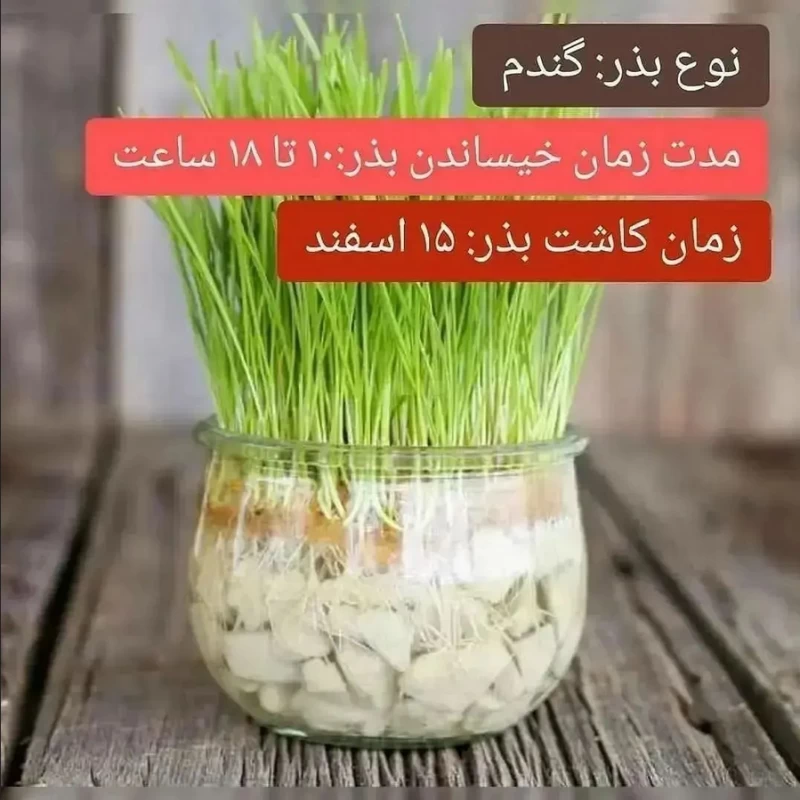 بهترین زمان کاشت سبزه