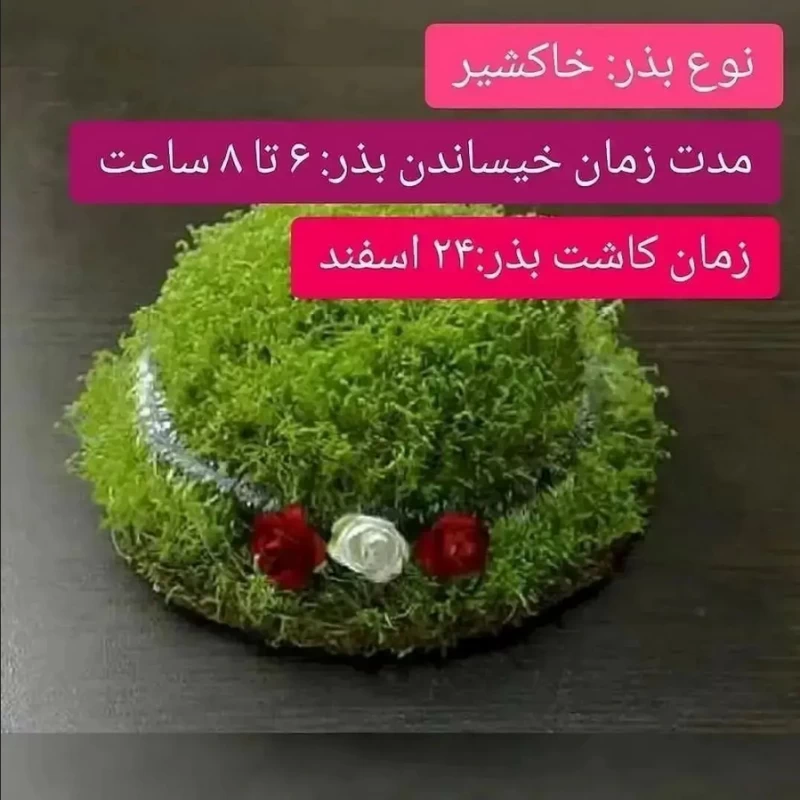بهترین زمان کاشت سبزه