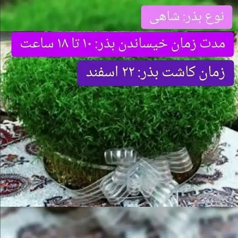 بهترین زمان کاشت سبزه