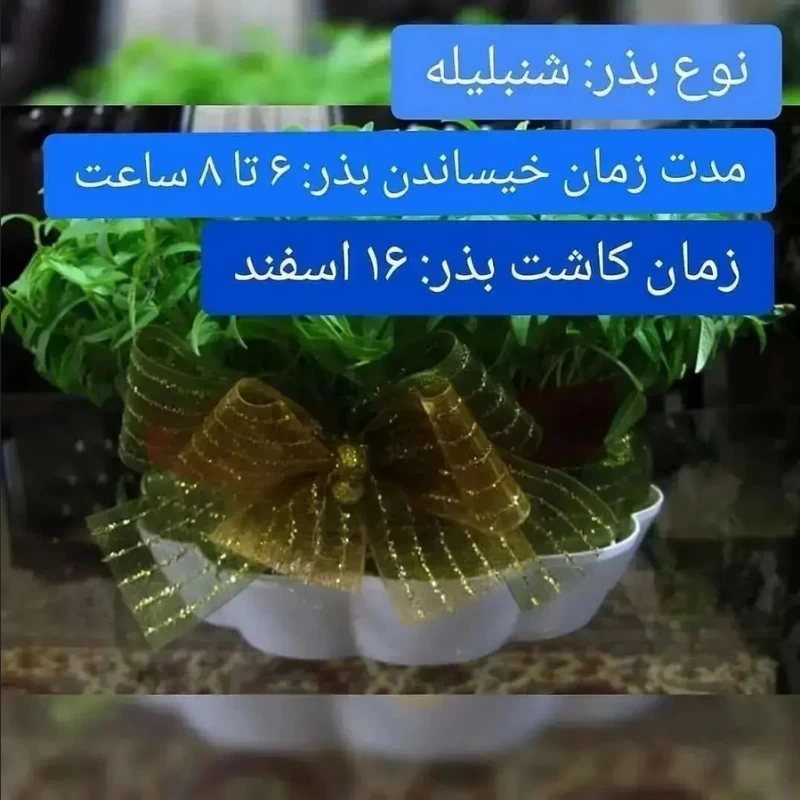 بهترین زمان کاشت سبزه