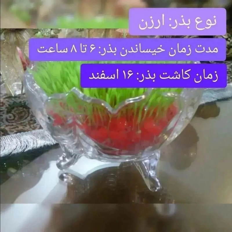 بهترین زمان کاشت سبزه