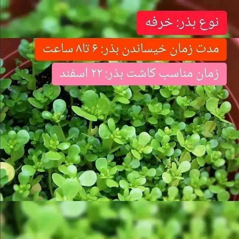 بهترین زمان کاشت سبزه