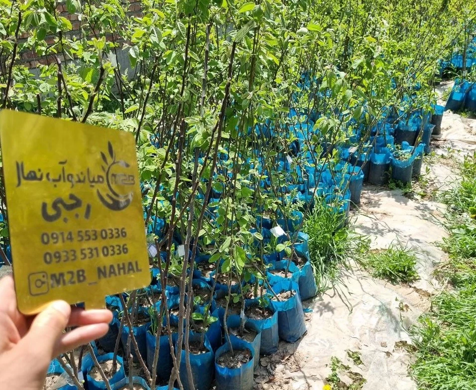 امکان کاشت ۵ نهال برتر دنیا در هر فصلی با خرید نهال گلدانی