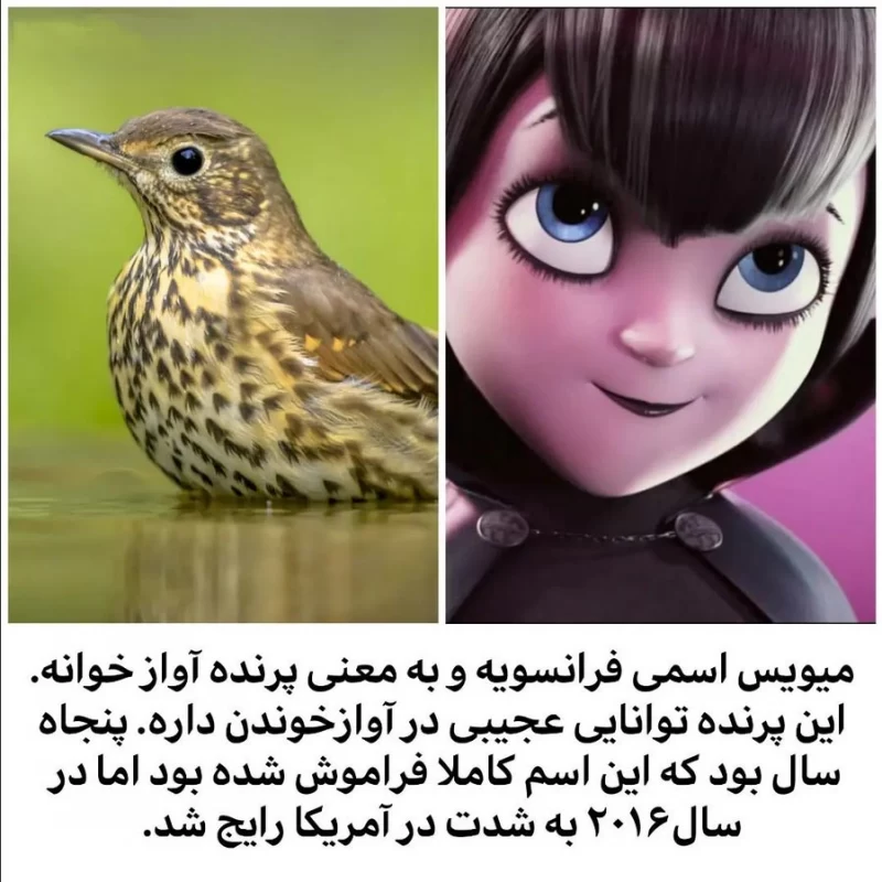 معنی اسم میویس