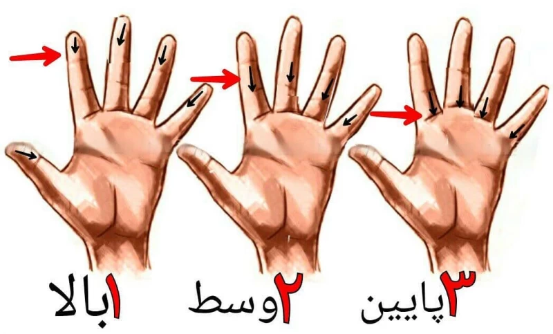کدام بند انگشت شما از بقیه بلندتر است ؟