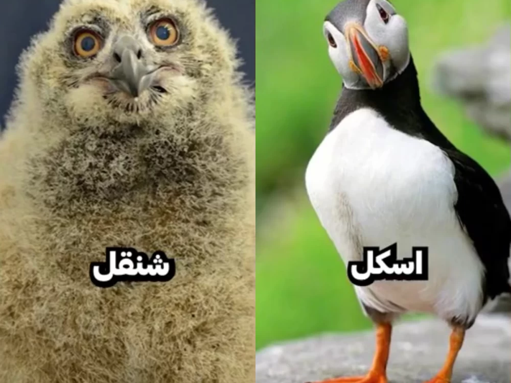 کدومتون اسکل ، شنقل و امبل و نمیشناختین !!