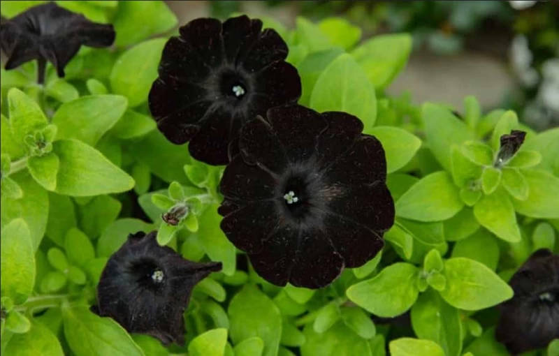 شوک هفته : سیاه ترین گل جهان !