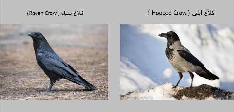 عمر کلاغ چند سال است ؟
