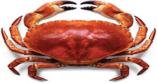 خرچنگ ها چند پا دارند ؟ چگونه غذا میخورند و چقدر عمر میکنند ؟
