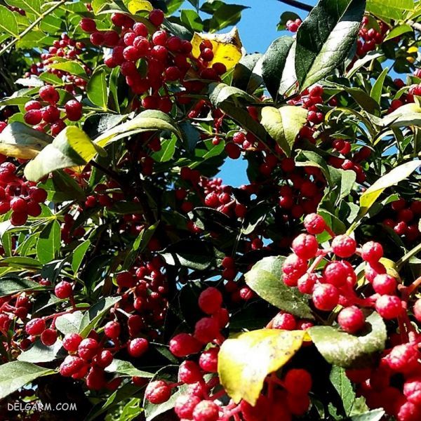 Zanthoxylum armatum DC / گیاه فاخر