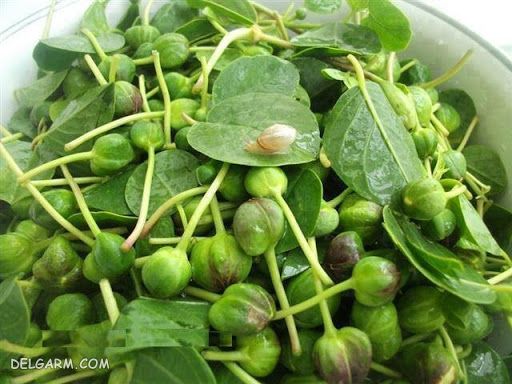 کاپاریس چیست / کاپاریس چه طعم و طبعی دارد / خواص کاپاریس / ترشی کاپاریس/ کبر /