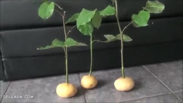 روش تکثیر گل رز با استفاده از سیب زمینی