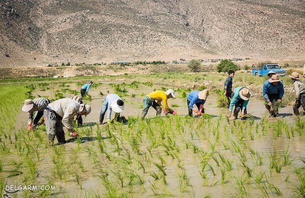 بزرگترین تولید کننده برنج در جهان