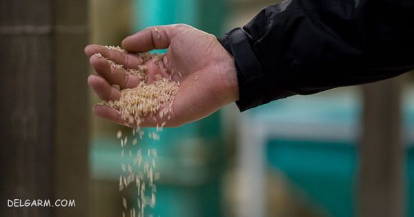بزرگترین تولید کننده برنج در جهان
