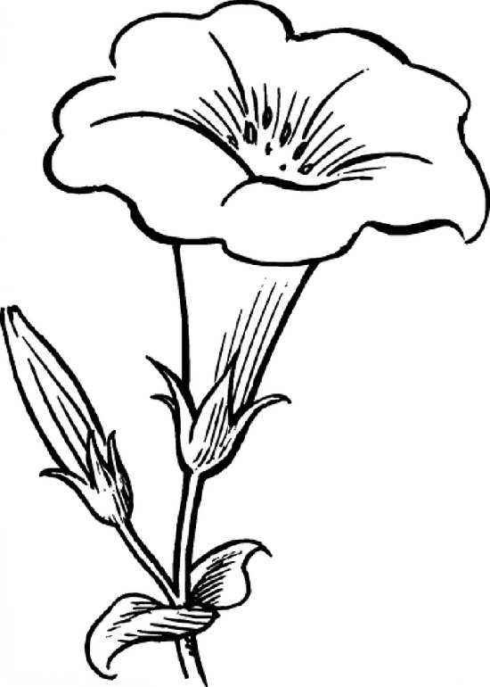نقاشی گل / نقاشی گل یاس / نقاشی گل برای حاشیه / نقاشی گل محمدی / نقاشی و رنگ آمیزی گل