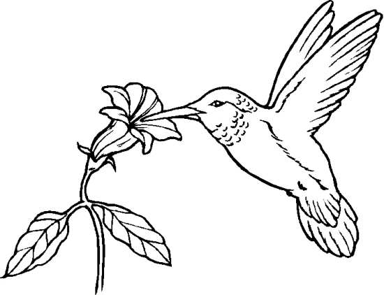 نقاشی گل / نقاشی گل یاس / نقاشی گل برای حاشیه / نقاشی گل محمدی / نقاشی و رنگ آمیزی گل
