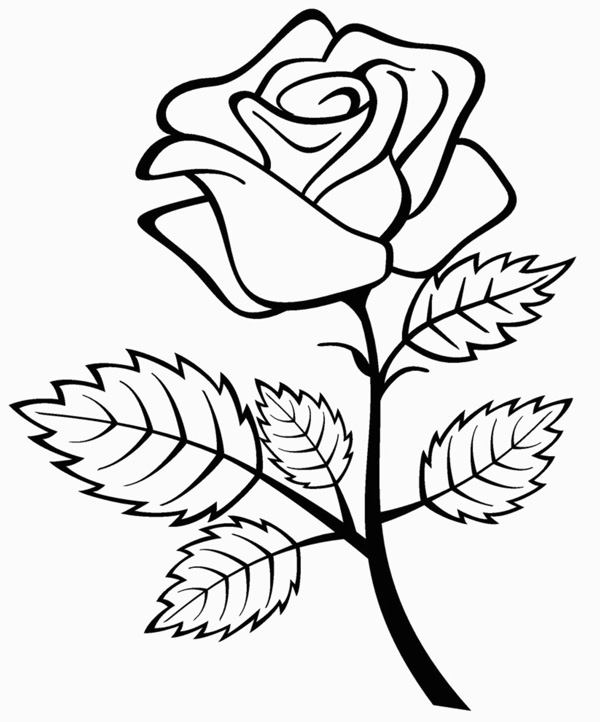 نقاشی گل / نقاشی گل یاس / نقاشی گل برای حاشیه / نقاشی گل محمدی / نقاشی و رنگ آمیزی گل