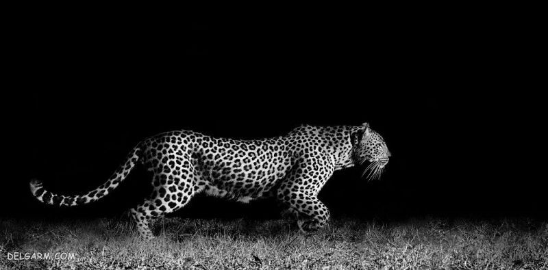 عکس سیاه ساده