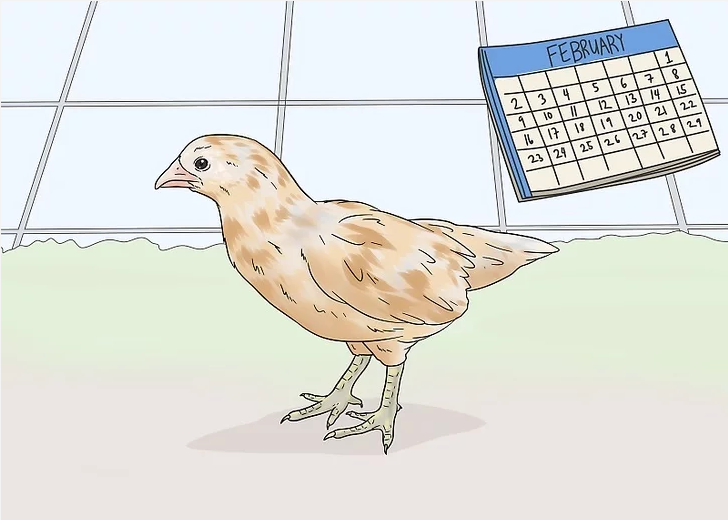  تشخیص جنسیت جوجه مرغ و خروس / چگونه نر یا ماده بودن جوجه را تشخیص دهیم