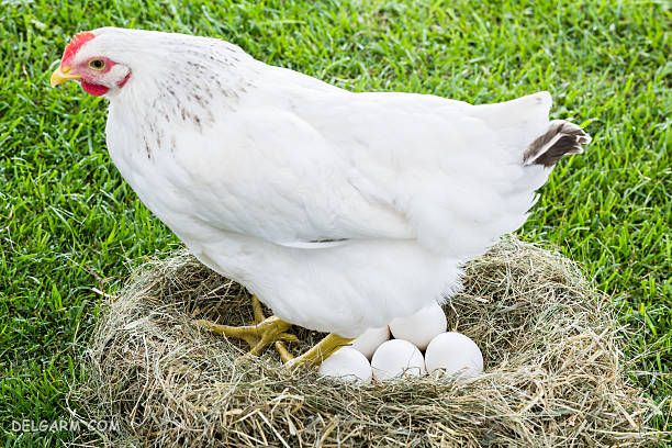 بهترین نژاد مرغ تخمگذار