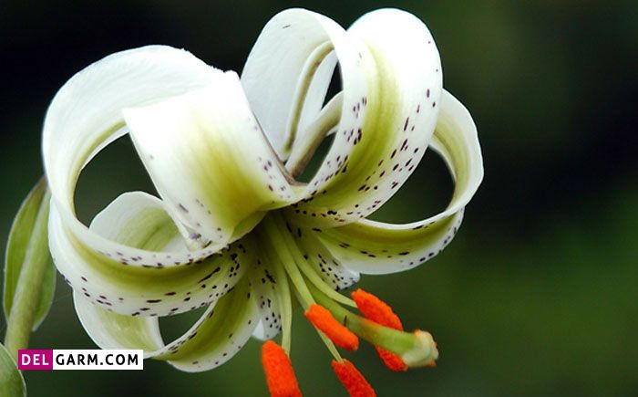 دریاچه ویستان ، دریاچه یسان