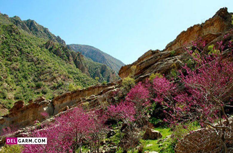 تنگه ارغوان، طبیعتی دنج در ارتفاعات ایلام