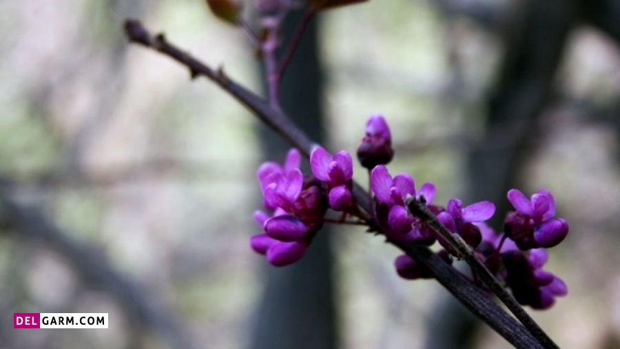 تنگه ارغوان