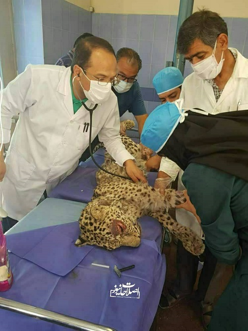 کتک زدن توله پلنگ در مشهد