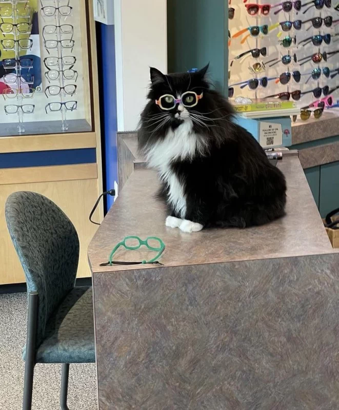 این گربه در یک چشم پزشکی کار میکنه! فکر می کنید شغلش چیه ؟!