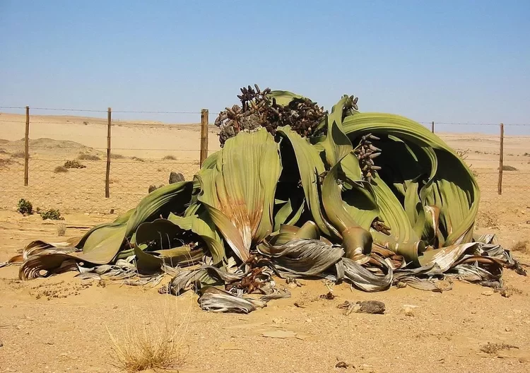 گیاهان زشت