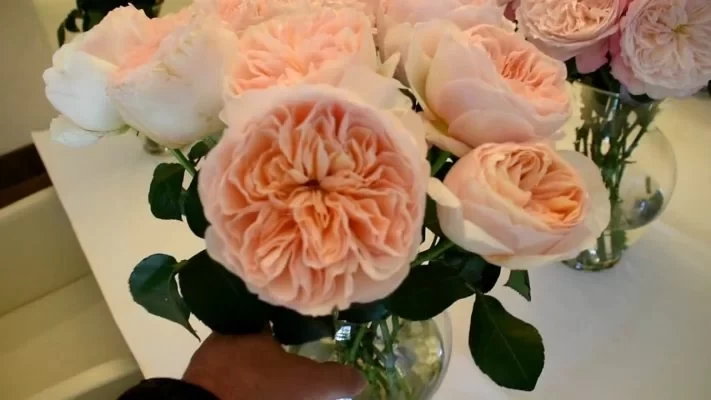کاشت رز ژولیت
