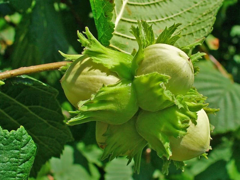 مناسبترین مکان برای رشد فندق