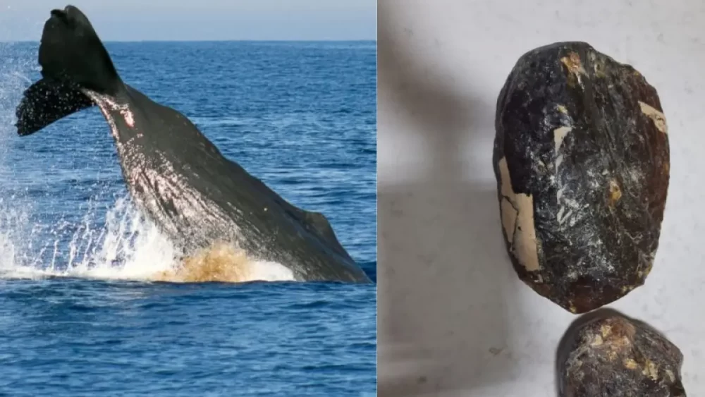 برای هر کیلو از مدفوع این نهنگ 40 هزار دلار می‌دهند!+ عکس