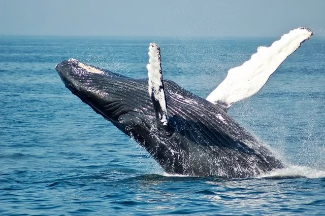برای هر کیلو از مدفوع این نهنگ 40 هزار دلار می‌دهند!+ عکس