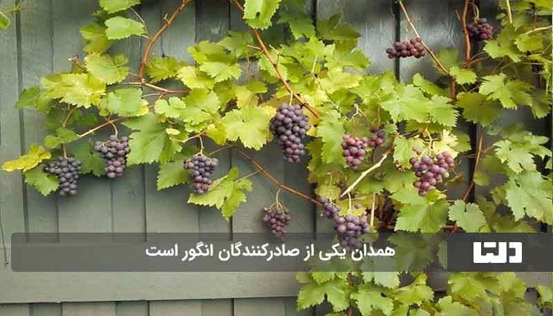 شهر جهانی انگور کجای ایران است ؟