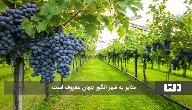 شهر جهانی انگور کجای ایران است ؟